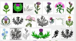 Scotland's Purple Thistle