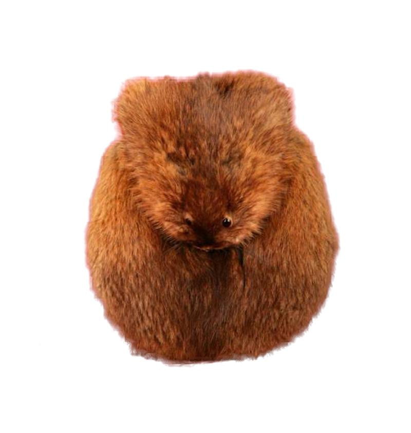 beaver fur